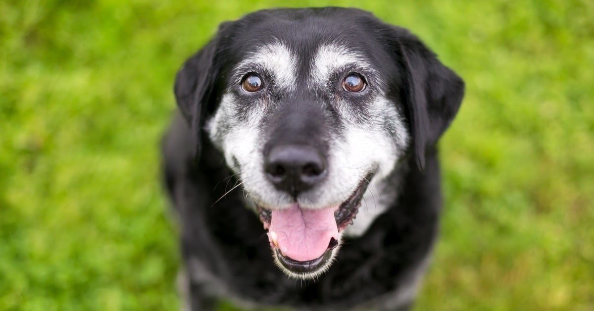 Senior black dog with a grey muzzle smiling on grass - Senior dog behaviour changes, Bark Busters