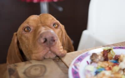 Why Does My Dog Beg at the Table?