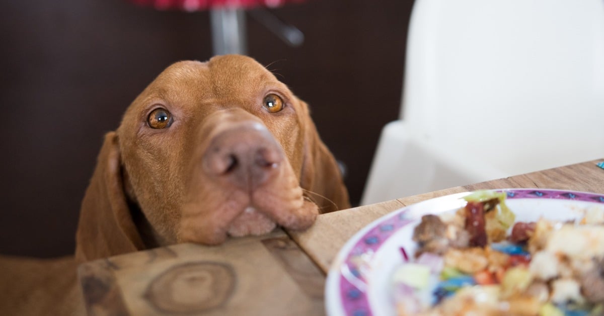 Vizsla resting its chin on the dinner table beside a plate of food - Bark Busters in-home dog training
