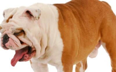 Why Does My Dog Eat Poop?