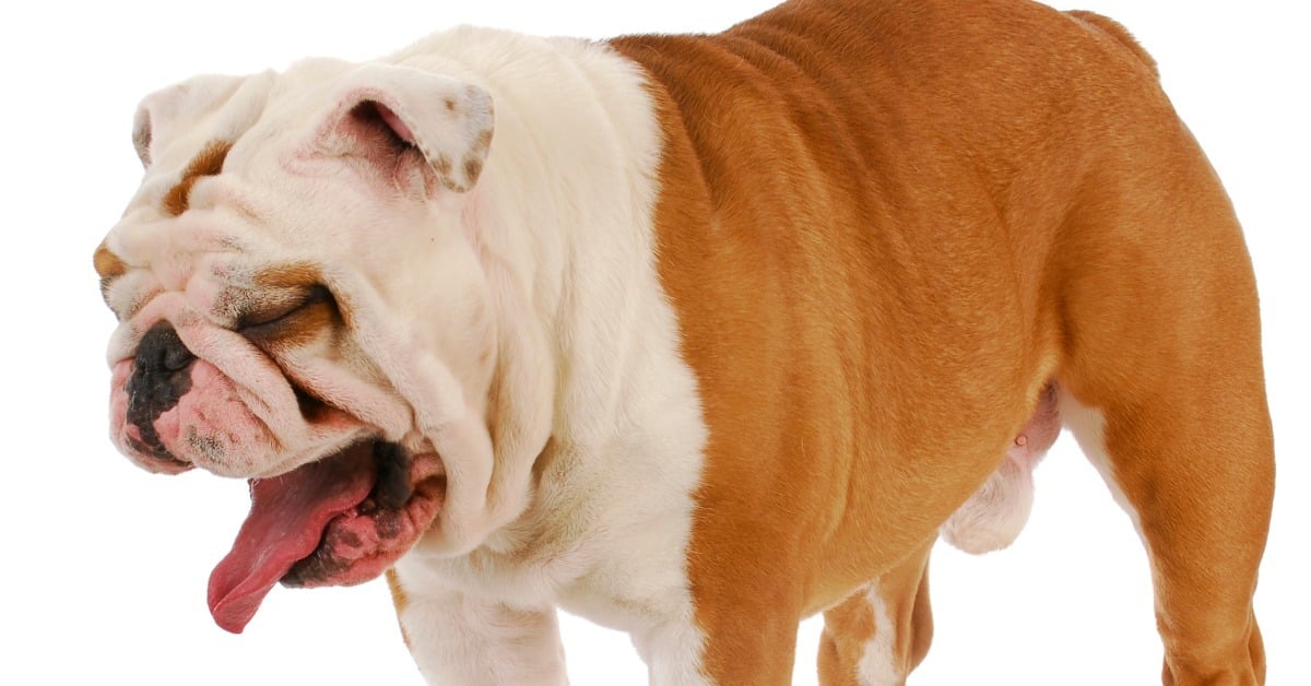 English Bulldog with tongue out - Why does my dog eat poop, Bark Busters